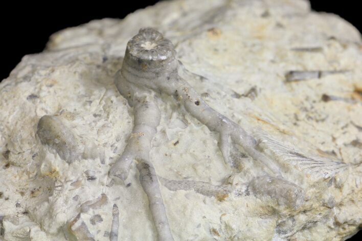 Fossil Crinoid (Eucalyptocrinites) Holdfast - Indiana #154209